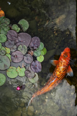 big beautiful fish swim in a pond with water lilies, a quiet beautiful place to relax