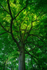 Blick in das Blätterdach eines begrünten Laubbaums