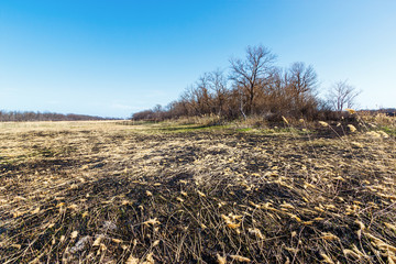 The fire consequences in the field near leafless forest