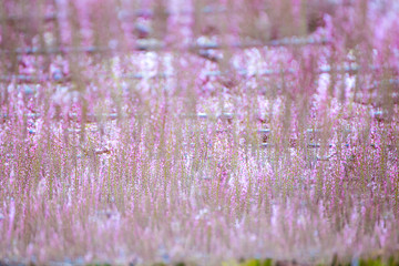 Purple Wisteria background