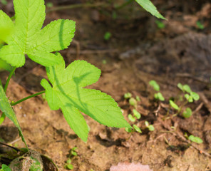 Close-up of greenery, nature -- summer 2017: greenery in the countryside, nature's sights.Close-ups of plant branches and leaves。