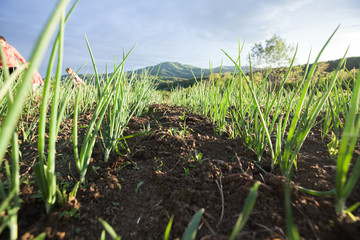 Organic food homegrown spring onions in garden. Healthy vegetable