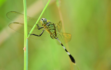 Close up detail of dragonfly. dragonfly image is wild with blur background. Dragonfly green on grass