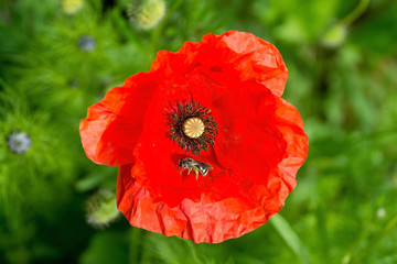 A red poppy and little bee in sunlight with various grasses and other plants including Nigella buds in the background. Photographed in north east Italy.