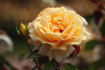 delicate flowering shrub with roses and wild rose