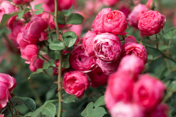 delicate flowering shrub with roses and wild rose
