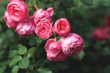delicate flowering shrub with roses and wild rose