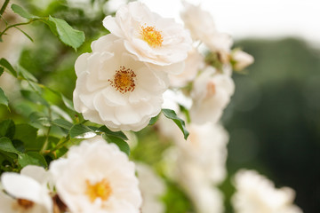 delicate flowering shrub with roses and wild rose, white color