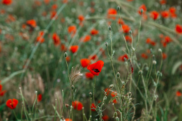 red poppy flowers under the rain. shallow depth of field. selective focus.
