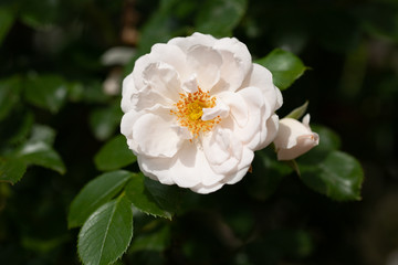 Obraz na płótnie Canvas delicate flowering shrub with roses and wild rose