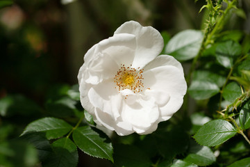delicate flowering shrub with roses and wild rose