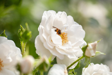 delicate flowering shrub with roses and wild rose, white color