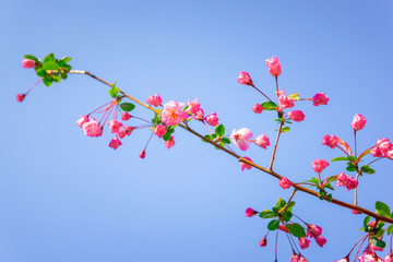 Spring  with pink flower.