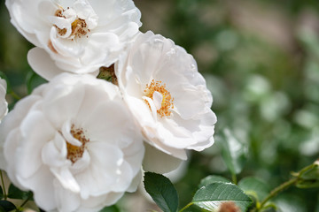 delicate flowering shrub with roses and wild rose, white color
