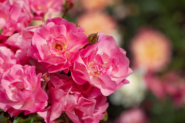 delicate flowering shrub with roses and wild rose