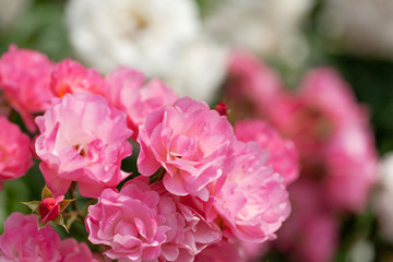 delicate flowering shrub with roses and wild rose