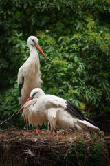 family of storks in the nest with a little chick.