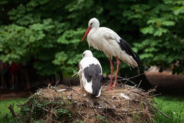 family of storks in the nest with a little chick.
