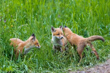 Obraz premium three young red foxes (vulpes) playing in green grass