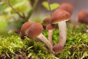 beautiful fresh honey fungus ingredients for cooking delicious food