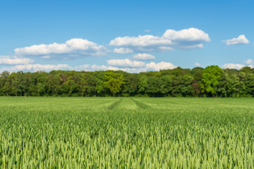 Fototapeta premium Outdoor sunny landscape view of fresh green growing wheat field with the trace of tractor or vehicle wheel mark in countryside area.