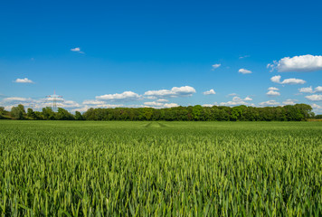 Outdoor sunny landscape view of fresh  green growing wheat field with the trace of tractor or vehicle wheel mark in countryside area.