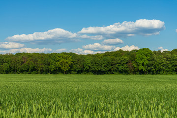 Outdoor sunny close up view over range of fresh growing green wheat grass field in countryside area in spring summer season.
