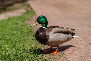 Naklejka na ściany i meble one beautiful duck walks in the park