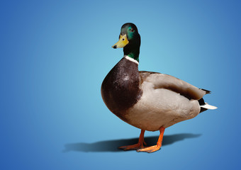 beautiful drake stands on a blue background