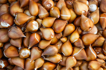 Many tulip bulbs, onion golden texture
