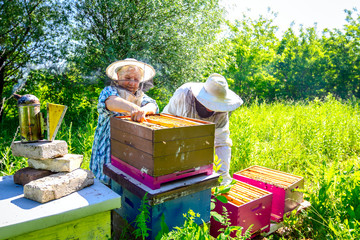 Two elderly apiarists, beekeepers are checking bees on honeycomb