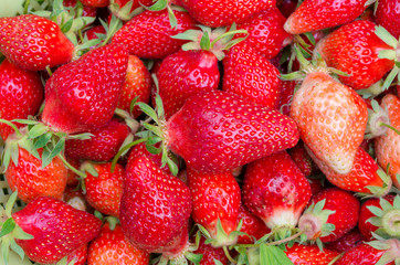 Many red strawberries. Group of home-made ripe strawberries. Vegetarian food from organic strawberry fruit. Close-up of red berries.