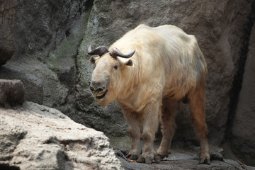 takin stands on a rocky stone surface. beautiful and amazing animal