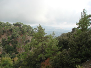 Landscape of evergreen trees of a mountain forest on top of a mountain range on the background of heavy gray clouds of the autumn sky.