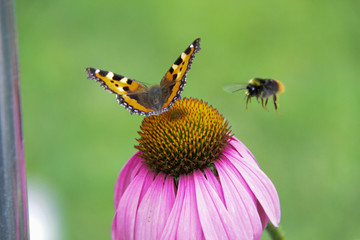 bee and butterfly
