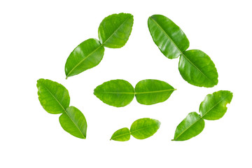 green leaves isolated on white background