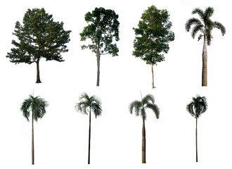 Obraz premium Trees Collection on white background. With clipping path, Isolated Trees