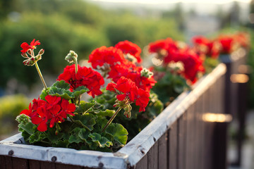 Fototapeta na wymiar Beautiful flowers in flower beds and vases stand on the streets for decoration. soft nice background