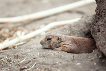 The marmot lies on the stomach. resting in the open air