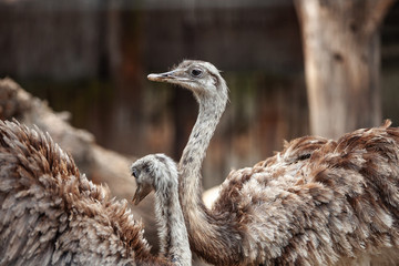 two ostrich on a soft background. big wild birds