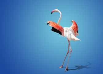 beautiful pink flamingo posing on blue background © coffeemill