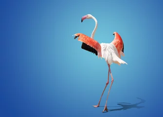 Poster beautiful pink flamingo posing on blue background © coffeemill