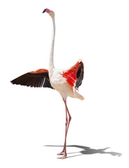 beautiful pink flamingo posing. isolated on white background