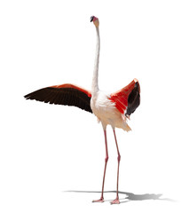 beautiful pink flamingo posing. isolated on white background