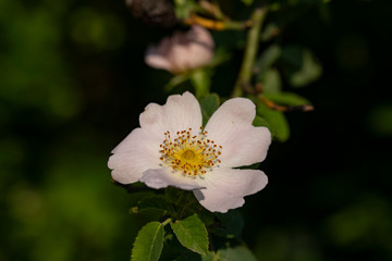 wild ornament of nature , wild rose