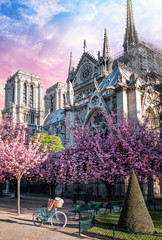 Notre Dame de Paris in spring with cherry blossom trees and vintage bike at sunrise. One week...