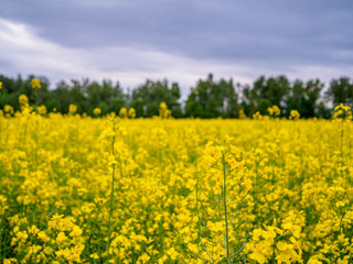 Obraz premium Bright yellow blooming canola on a field with contrasting trees in the background. Agricultural culture of Russia