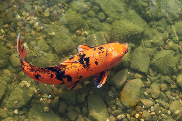 Obraz na płótnie Canvas Orange Asian big carp in clear water.
