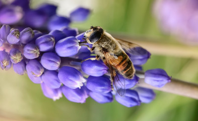 Bee pollinating flowers, Patagonia, Argentina