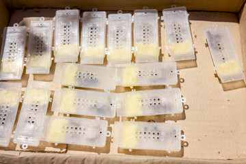 Little cage with bee queen and few bees